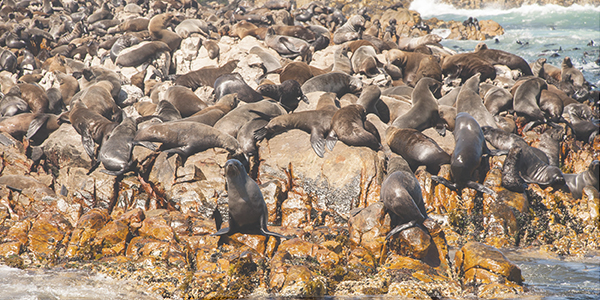 Mossel Bay Activities - Seal Island Mossel Bay Activities - Seal Island
