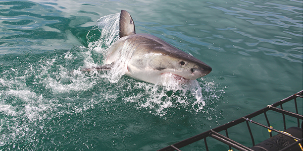 Mossel Bay Activities - Shark Cage Diving Mossel Bay Activities - Shark Cage Diving